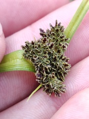 Cyperus difformis
