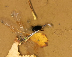 Agabinae