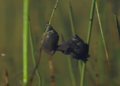 Lymnaea stagnalis