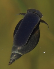 Lymnaea stagnalis