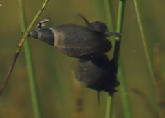 Lymnaea stagnalis