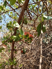 Combretum bracteosum