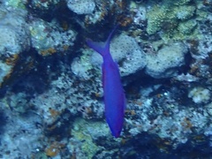 Mirolabrichthys pascalus