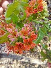 Combretum bracteosum