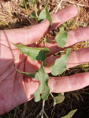 Pentarrhinum insipidum