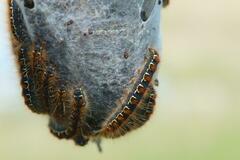 Eriogaster lanestris