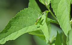 Stilpnochlora