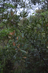 Quercus castanea
