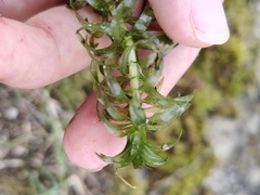 Egeria densa
