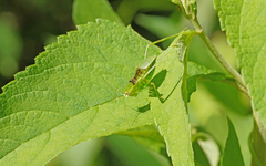Stilpnochlora