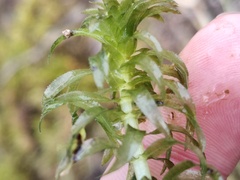 Egeria densa
