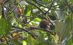 Premnoplex brunnescens