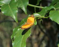 Cupha prosope