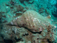 Charonia tritonis