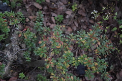 Sedum oxypetalum