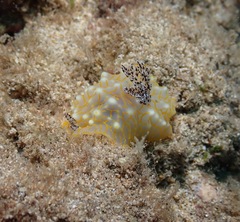 Halgerda terramtuentis
