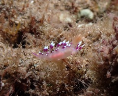 Coryphellina exoptata