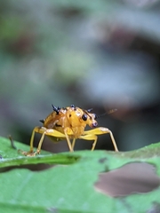 Attelabidae