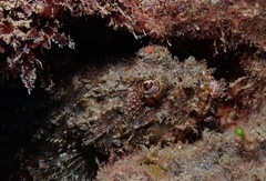 Scorpaenidae
