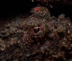 Scorpaenidae