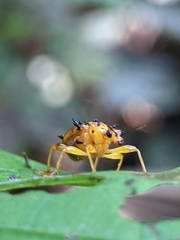 Attelabidae