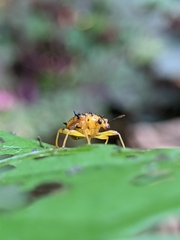 Attelabidae