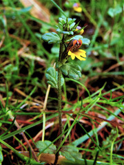 Euphrasia minima