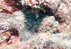 Scorpaenidae