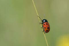 Cryptocephalus primarius