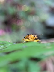 Attelabidae