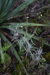 Senecio stoechadiformis