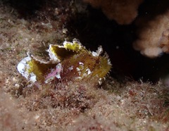 Taenianotus triacanthus