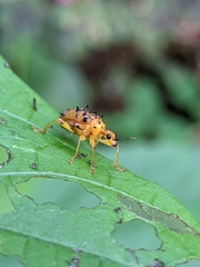 Attelabidae