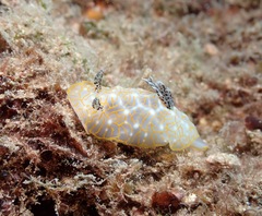 Halgerda terramtuentis