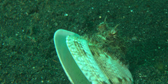 Amphioctopus marginatus
