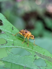 Attelabidae