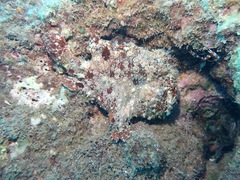 Antennarius commerson