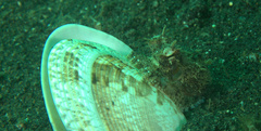 Amphioctopus marginatus