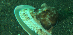 Amphioctopus marginatus
