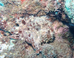 Stenopus hispidus