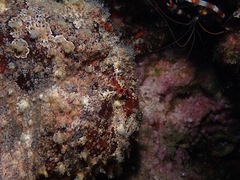 Antennarius commerson