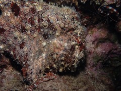 Antennarius commerson