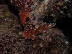 Antennarius commerson
