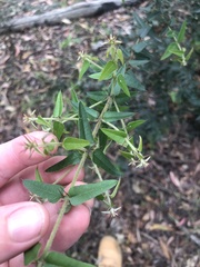 Podolobium aciculiferum