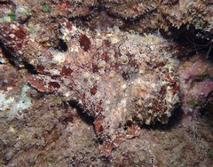 Antennarius commerson