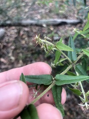 Podolobium aciculiferum