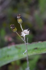Senecio stoechadiformis
