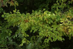 Carpinus orientalis