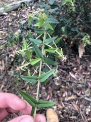 Podolobium aciculiferum