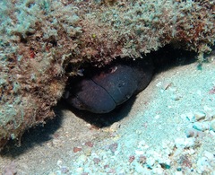 Gymnothorax flavimarginatus